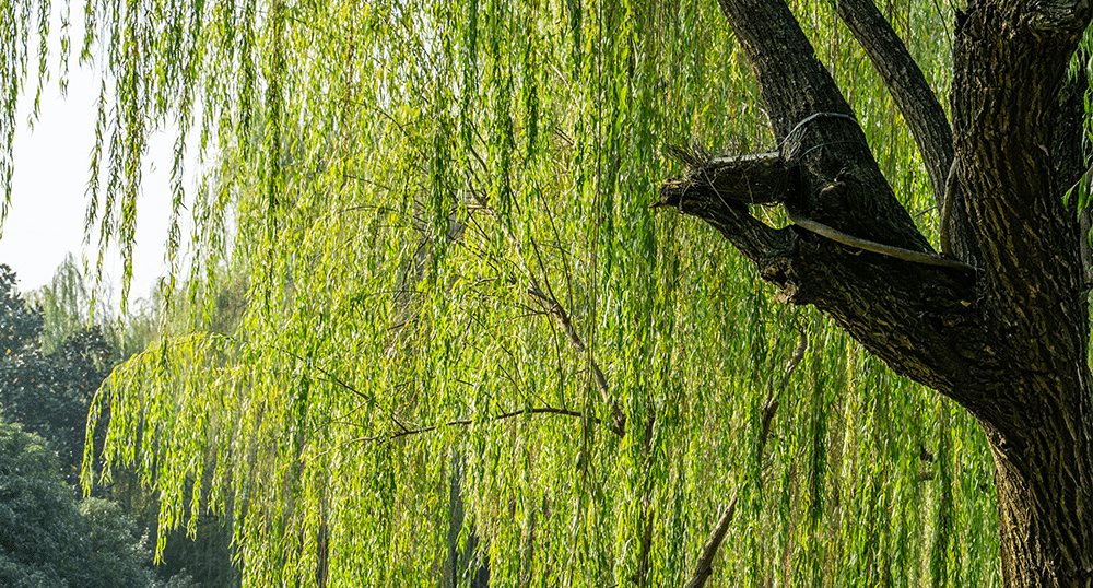 Foliage and part of the trunk of a willow tree.