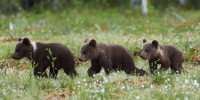 Three baby bears walking in a meadow.