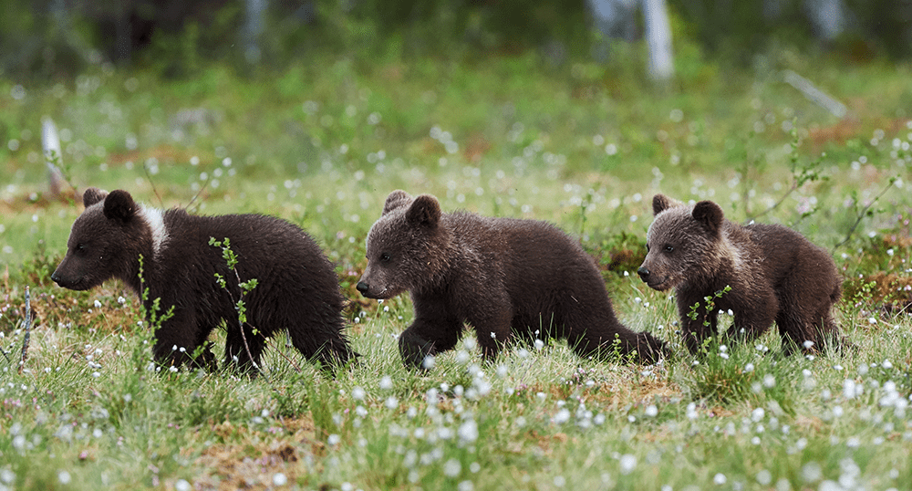 Three baby bears walking in a meadow.