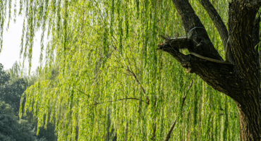 Foliage and part of the trunk of a willow tree.